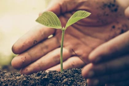 Cambios en la concentración y distribución de estas hormonas vegetales modulan el desarrollo y las respuestas al estrés