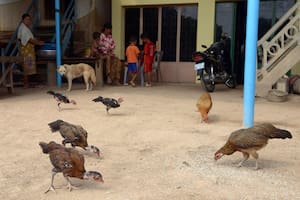 Murió una niña de 11 años en Camboya tras contraer gripe aviar