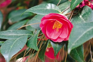 Camelia, una planta que luce espléndida en jardines boscosos y de estilo oriental