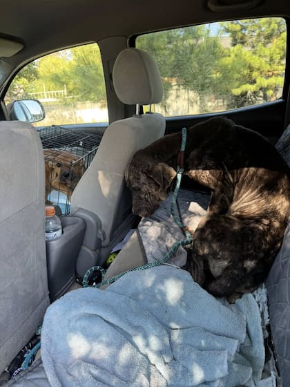 Caminaba cinco o seis pasos y se caía al suelo porque no tenía fuerzas para sostenerse.