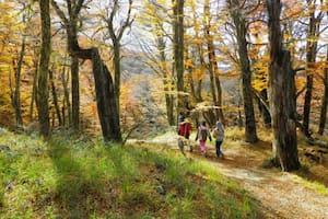 Un valle para caminar entre hojas amarillas, árboles y una laguna