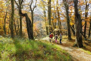 Un valle para caminar entre hojas amarillas, árboles y una laguna