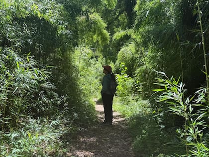 Caminata por el Alerzal milenario