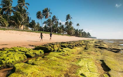 Caminata por las extensas playas de Praia do Forte