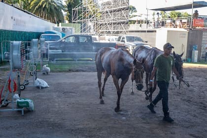 Caminatas y rociadores forman parte del trabajo regenerativo entre chukker y chukker