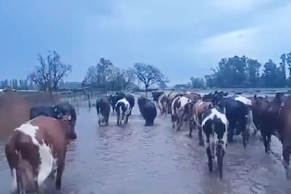 Camino al ordeñe (Captura de video, fuente: @ColuccioVicente)