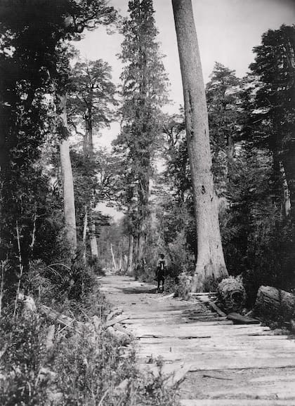 Camino cubierto con una especie de entablonado entre Puerto Blest y Puerto Frías. Salió publicada en Caras y Caretas en 1929