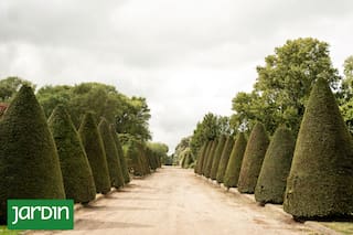 Conocé cuáles son las mejores especies a las que les podés dar forma