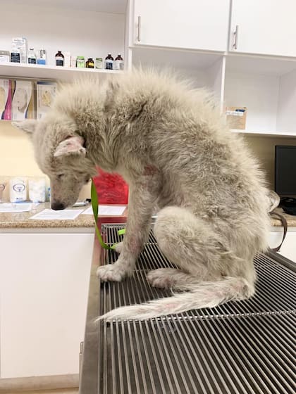 "Caminó directo a la trampa, como si supiera que era su última y única oportunidad de salir de ese lugar con vida”.