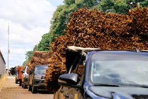 La mitad del tabaco de una provincia se fue de contrabando a Brasil