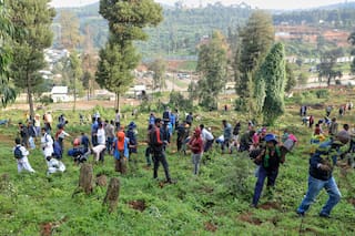 Campaña nacional de Etiopía busca plantar 700 millones de árboles en un día