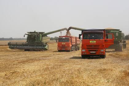 Campesinos en plena cosecha de trigo en Tbilisskaya, Rusia, en julio del 2021. Ucrania y Rusia son responsables de un tercio de las exportaciones mundiales de trigo y cebada. (AP Photo/Vitaly Timkiv, File)