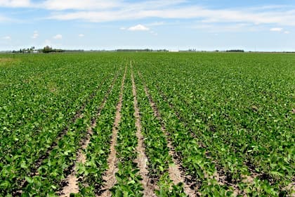 En la actividad agropecuaria hay preocupación por los faltantes de agroquímicos