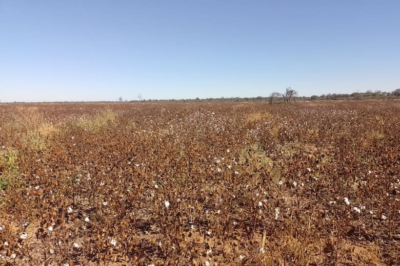 Sequía, heladas e inundaciones: un combo climático golpea al algodón en el norte argentino