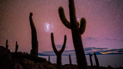 Campo de cactus gigantes en Bolivia