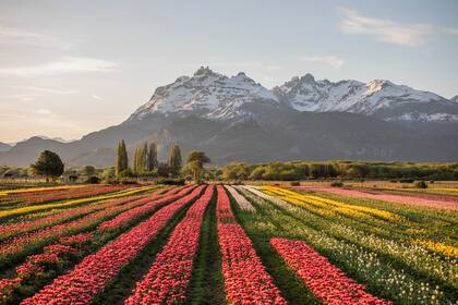Campo de tulipanes en Trevelin.