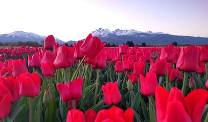 Campo de tulipanes en Trevelin, Chubut