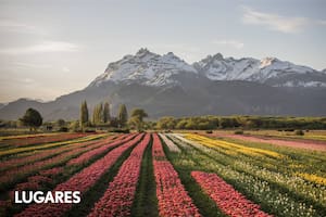 Campo de tulipanes en Trevelin, uno de los pueblos consagrados.