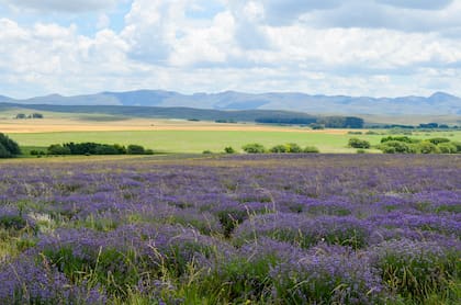 Campo en plena floración en el emprendimiento Lavandas de las Sierras, en Sierra de la Ventana