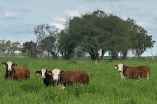 Santiago del Estero tuvo con el agro su mayor exportación de los últimos diez años
