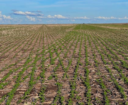 Campo en Santiago del Estero