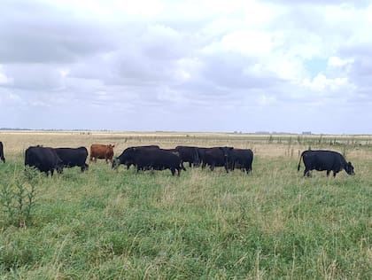 Campo ganadero en General Alvear: hacienda en pastoreo