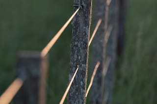 Aves, vacas y personas fueron alcanzados por el Código Rural de 1865