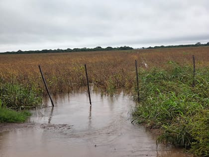 Campos completamente anegados en algunos sectores el agua supera el medio metro y no permite el ingreso de maquinaria