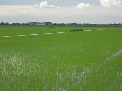 Campos de arroz en el norte de Italia