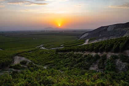Campos de cultivo de uva en el viñedo