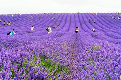 Campos de lavanda, en Hitchin.