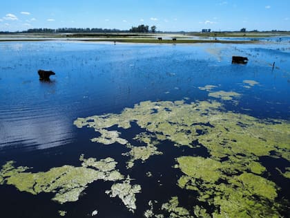 Campos inundados en la zona de 9 de Julio, provincia de Buenos Aires