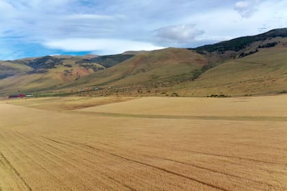 Campos listos para ser cosechados, Estancia Alice, Santa Cruz