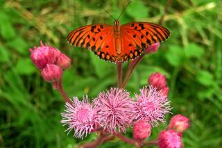 10 plantas nativas con flores fuera de serie para llenar tu terraza de mariposas