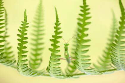 Camuflaje entre helechos, Ares, España. Autor: Ruben Perez Novo | Narón, España