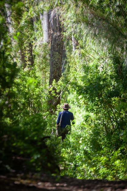 Caña colihue que cierra el sendero.