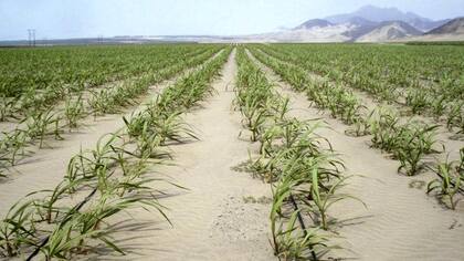 La caña de azúcar quedó bien parada como insumo para etanol