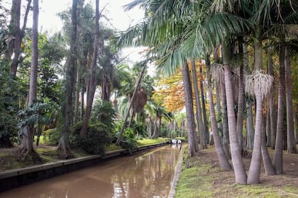 Canal de acceso a la casa. A la izquierda se observan monsteras trepando casuarinas y variedad de palmeras como pindó, seafortia, Phoenix roebelenii, Livistona australis y Washingtonia robusta.