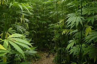 Cáñamo: una diputada oficialista presentó un proyecto para impulsar ese cultivo