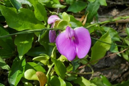 Canavalia bonariensis, una trepadora nativa con flores rosa intenso que alimenta colibríes durante toda la temporada