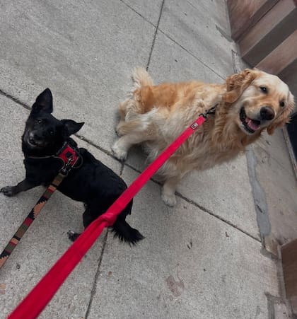 Candice Nelson se inspiró en otras personas que quisieron ayudar a los migrantes y a sus mascotas (Instagram/@westloopdognanny)