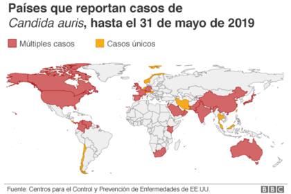 Candida auris, con frecuencia, causa infecciones en el torrente sanguíneo