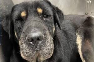 Candy logró tener una segunda oportunidad gracias a su nueva dueña (Foto: The Dodo)