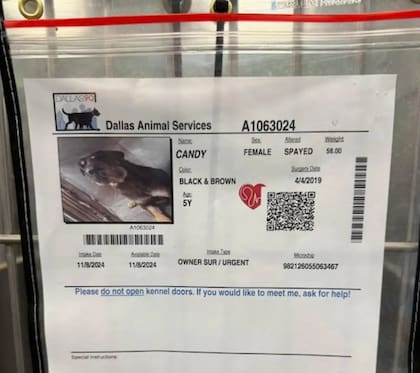 Candy se encontraba en adopción en un centro de Dallas (Foto: The Dodo)