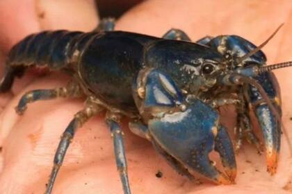 El cangrejo azul, un exótico crustáceo que los investigadores buscaban desde 1975
