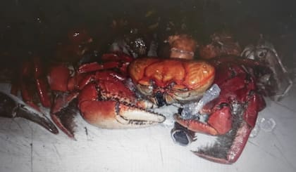 Cangrejos vivos  fueron encontrados en un carrión de un viaje proveniente de Japón