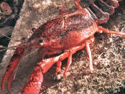 Cangrejos y langostas entran en la lista con la que hay que tener cuidado