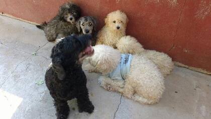 El laboratorio planea extender los test para que puedan ser aplicados a otras razas y enfermedades, como por ejemplo Caniche, Collie, Border Collie y Bull Terrier