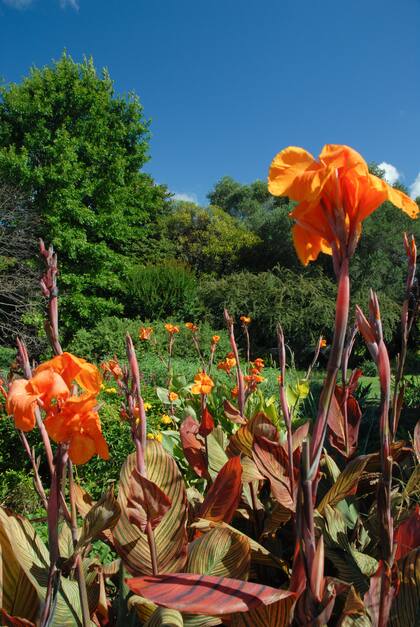 Canna indica‘ Phasion’ con hojas jóvenes color morado brillante que maduran con franjas rojas, rosas, amarillas y verdes.