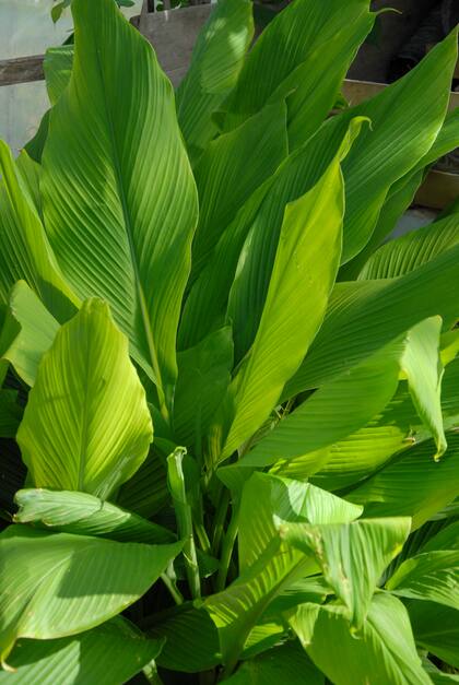 Canna × generalis (follaje).